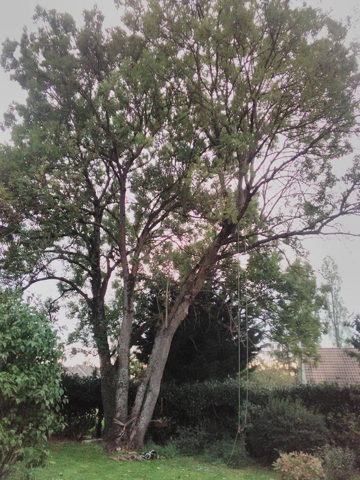 elagage abattage coulommiers